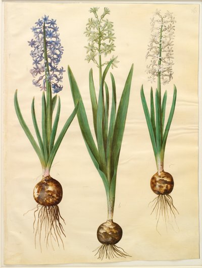 Hyacinthoides orientalis simp et pl von Johannes Simon Holtzbecker